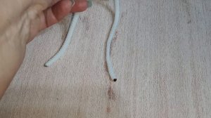 СИНГОНИУМ НА ФИТИЛЬНОМ ПОЛИВЕ. 05.01.2023.