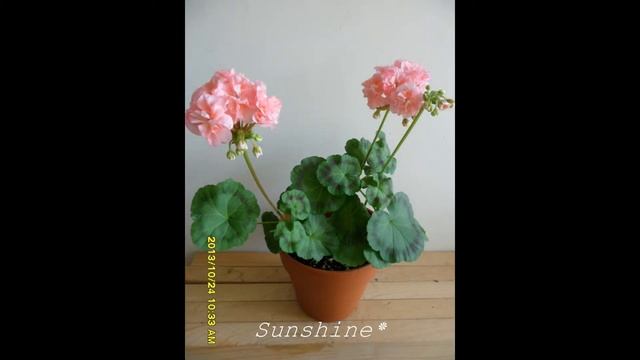 19. Passat 파사트 Pelargonium 제라늄 смотреть онлайн