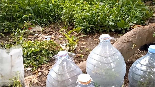 How To Grow Aglaonema From Cutting Leaf