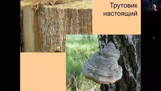 Прогулки по музеям онлайн. Государственный биологический музей им. К. А. Тимирязева. смотреть онлайн