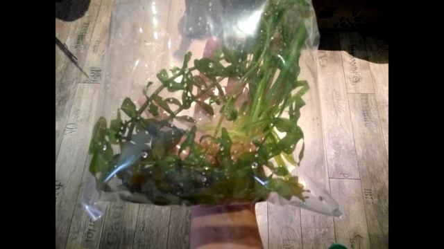 Запуск аквариума Juwel Rio 180 смотреть онлайн