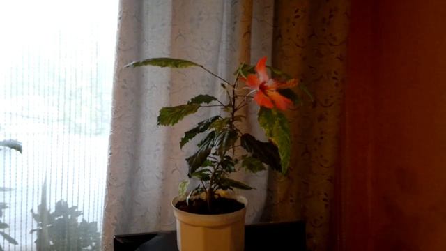 Садовый гибискус зацвел. Garden flowered hibiscus! смотреть онлайн
