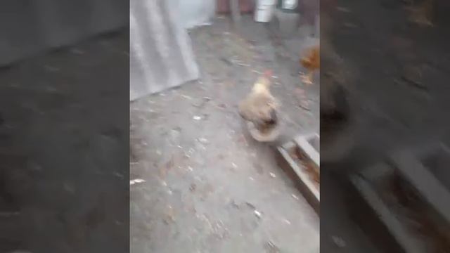 БРОЙЛЕРЫ в 2 мес. (цветной бройлер ) смотреть онлайн