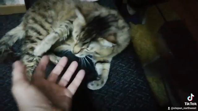 Мини тигр смотреть онлайн