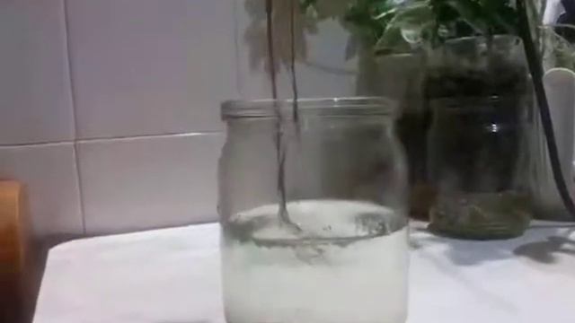 Фиалка на ГП. смотреть онлайн