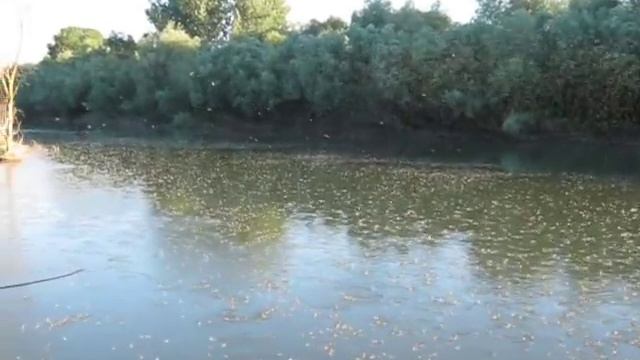 МЕТЕЛИКА на Днестре с.Глиное смотреть онлайн