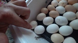 ИНКУБАТОР НЕСУШКА С ВЕНТИЛЯТОРАМИ - ВЫВОД 90%!