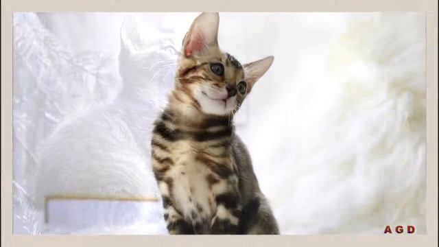 Фотоколлаж кошек //Photo collage of cats смотреть онлайн