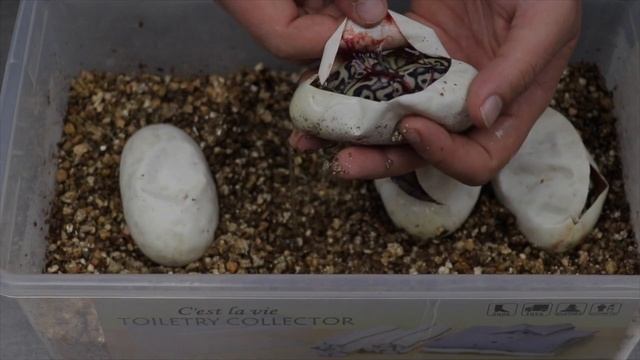 We Didn’t Expect This! (Hurricane Clowns) смотреть онлайн