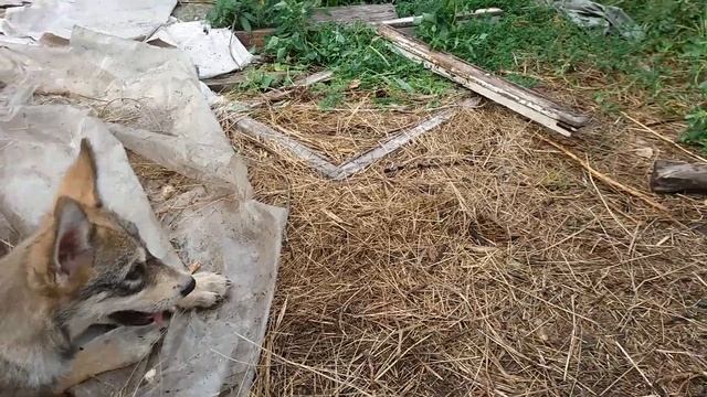 щенки волкособа смотреть онлайн