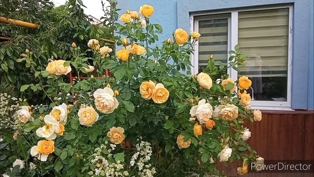 Грэхам Томас, Роза Остина на юге. смотреть онлайн