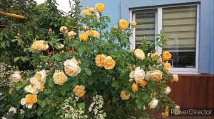 Грэхам Томас, Роза Остина на юге.