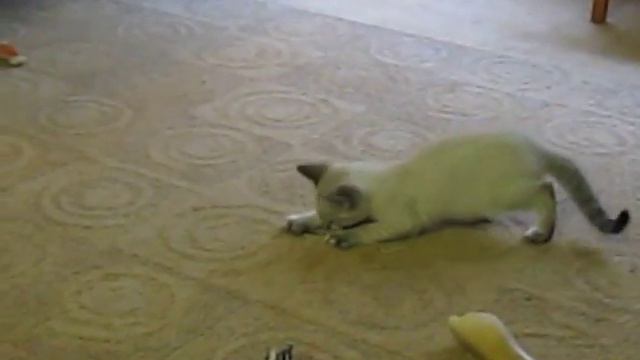 Kittens 07.12.10 168.MOV смотреть онлайн