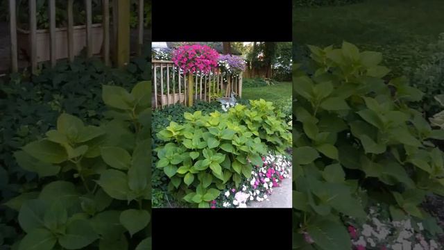 Garden Tips: ORIGINAL ENDLESS SUMMER HYDRANGEA! GREAT!!! смотреть онлайн