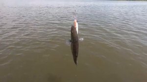 Рыбалка на Волге и полезные секреты !