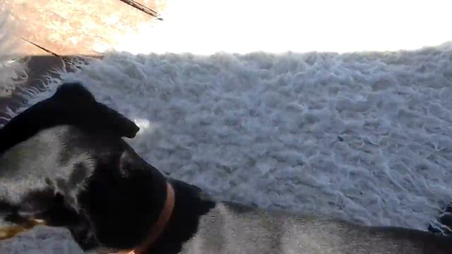 Бешенные собаки 3 смотреть онлайн