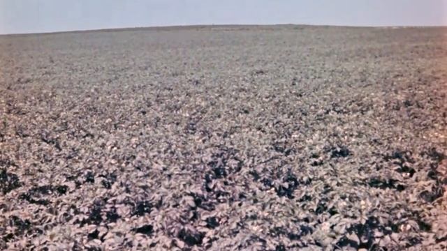 Картофельная коровка, 1967. смотреть онлайн