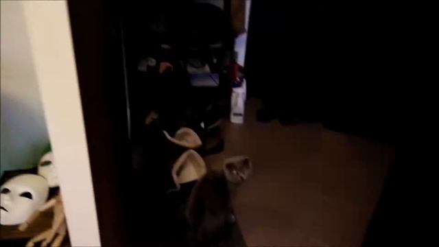 Scottish fold cat / Шотландская вислоухая кошка смотреть онлайн