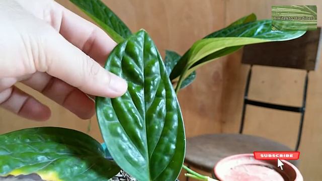 MONSTERA PERU Vs MONSTERA PINNATIPARTITA | Monstera Siam | Monstera Karstenianum Monstera Compariso