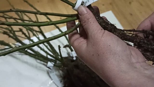 Розы Вдохновения! Распаковка посылки! смотреть онлайн