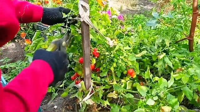 Обзор томата '' Монпасье ''. В не ухоженном состоянии. смотреть онлайн