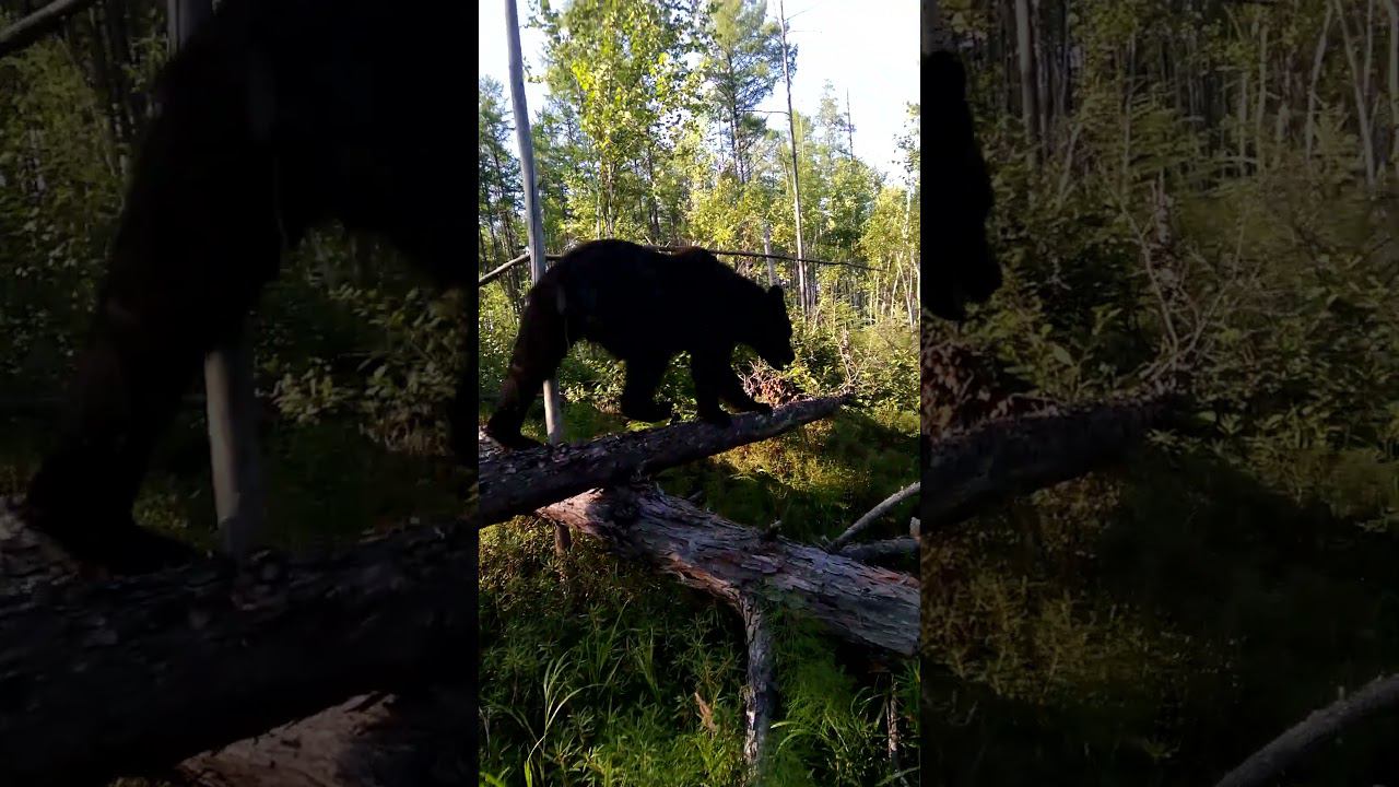 В догонку за медведями. #bear смотреть онлайн