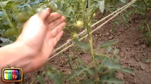 ПОДВЯЗКА ТОМАТОВ БЫСТРО И ЛЕГКО СУПЕР СПОСОБ