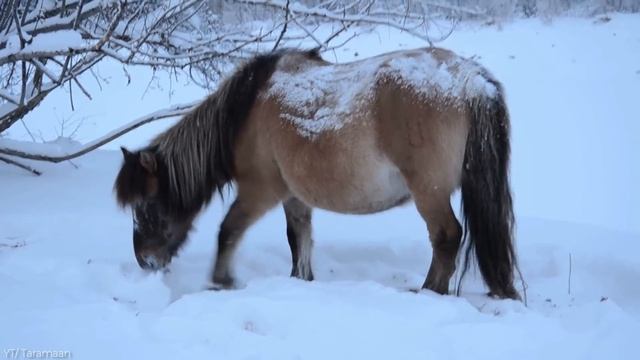 25 Most Beautiful Horses on Planet Earth смотреть онлайн