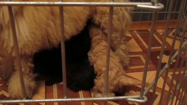 кормление 40 дней щенкам 1