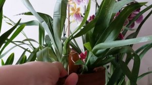 Орхидеи Мильтонии,Мильтониопсисы... или?Различия и уход.MILTONIA ORCHIDS