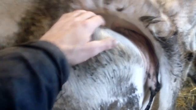 Признаки скорого отела коровы, скоро отел, корова перед отелом, сегодня отел