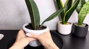 Сансевиерия Масониана | Обзор разного грунта для санс и пересадка