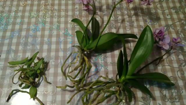 Мини фаленопсис. Обработка, пересадка. смотреть онлайн
