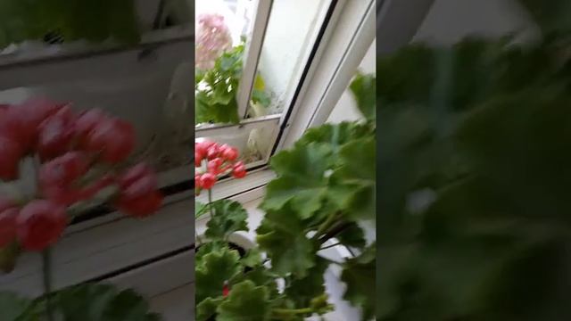 Пеларгония Red pandora тюльпановидная смотреть онлайн