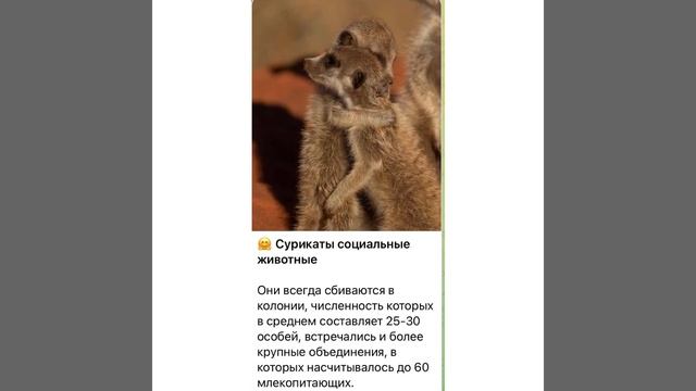 Наша Планета: Сурикаты - социальные животные/25.01.22 смотреть онлайн