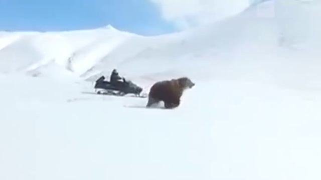 Погоня за медведем на снегоходе смотреть онлайн