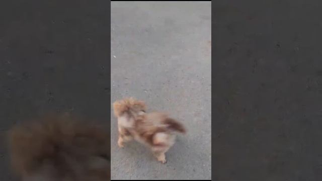 карликовый пудель 2 года - можно спросить смотреть онлайн