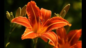 Аудиобиблия. Евангелие от Матфея. Глава 6