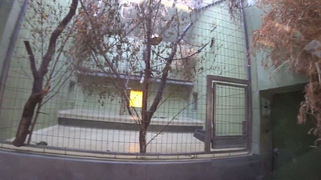 Франкфуртский Зоопарк с Дашей и Стасом смотреть онлайн