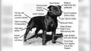 Стаффордширский бультерьер - кратко о породе