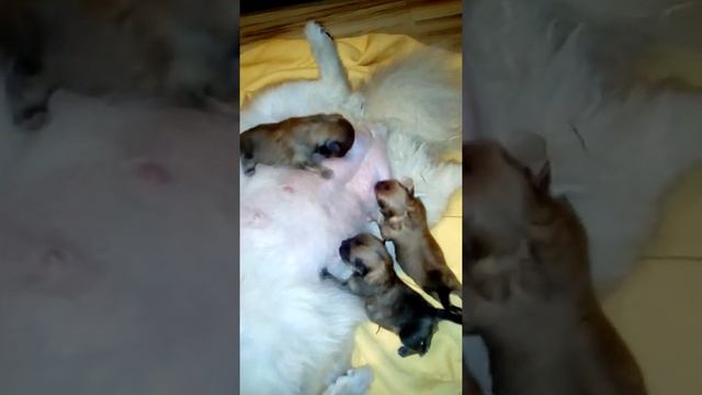 Щенки померанского шпица 1 день. смотреть онлайн