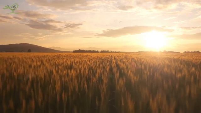 спать музыку, чтобы засыпать быстро расслабляющая музыка, снятие стресса, спящая музыка смотреть онлайн