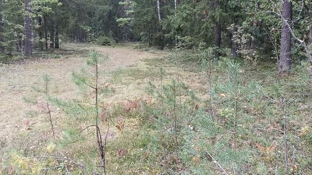 МЕТАЛОКОП! НАХОДКИ СУПЕР! КЛАССНЫЙ КОП МЕТАЛЛА В ЛЕСУ! смотреть онлайн