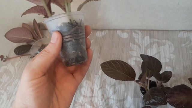 Эписции. обзор и уход смотреть онлайн