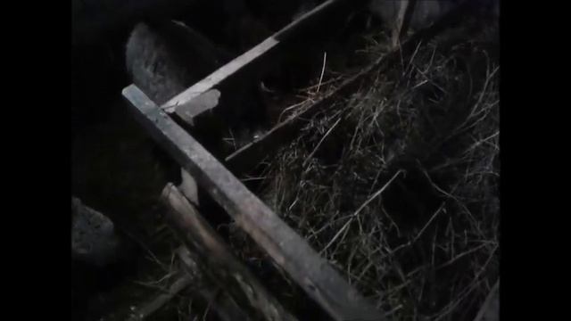 Вещаю из сарая/козы,козлята,куры смотреть онлайн