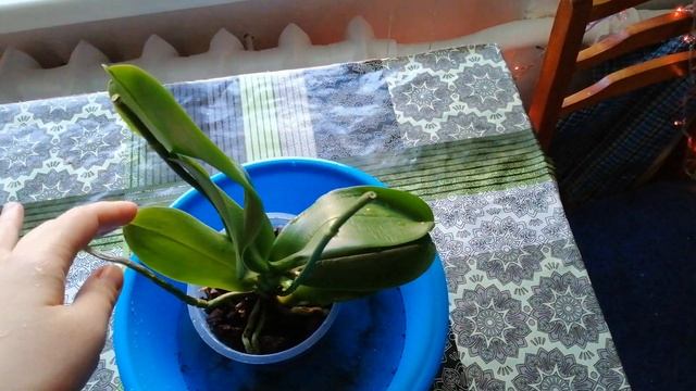 РЕАНИМАЦИЯ ОРХИДЕИ, купленой отцветашки/как спасти орхидею/у орхидеи поморщились листья смотреть онлайн