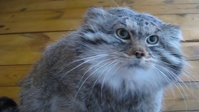 Manul Sonnie смотреть онлайн