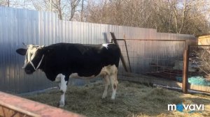 ?У Коровы пропала жвачка! Тимпания! Первая срочная помощь!?