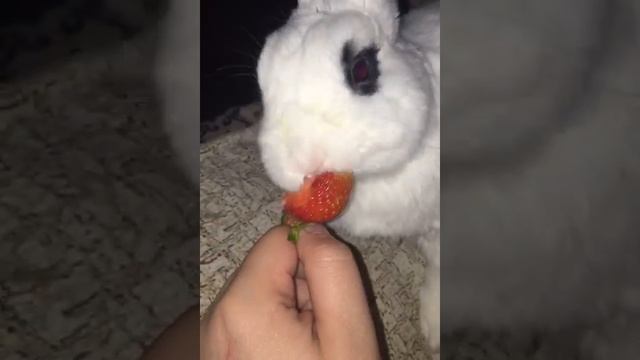 Сезон открыт клубники смотреть онлайн