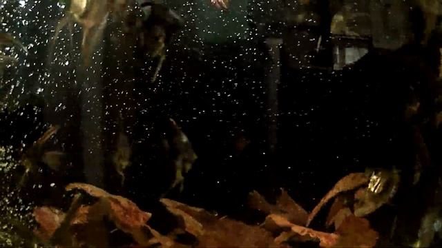 Чёрная скалярия